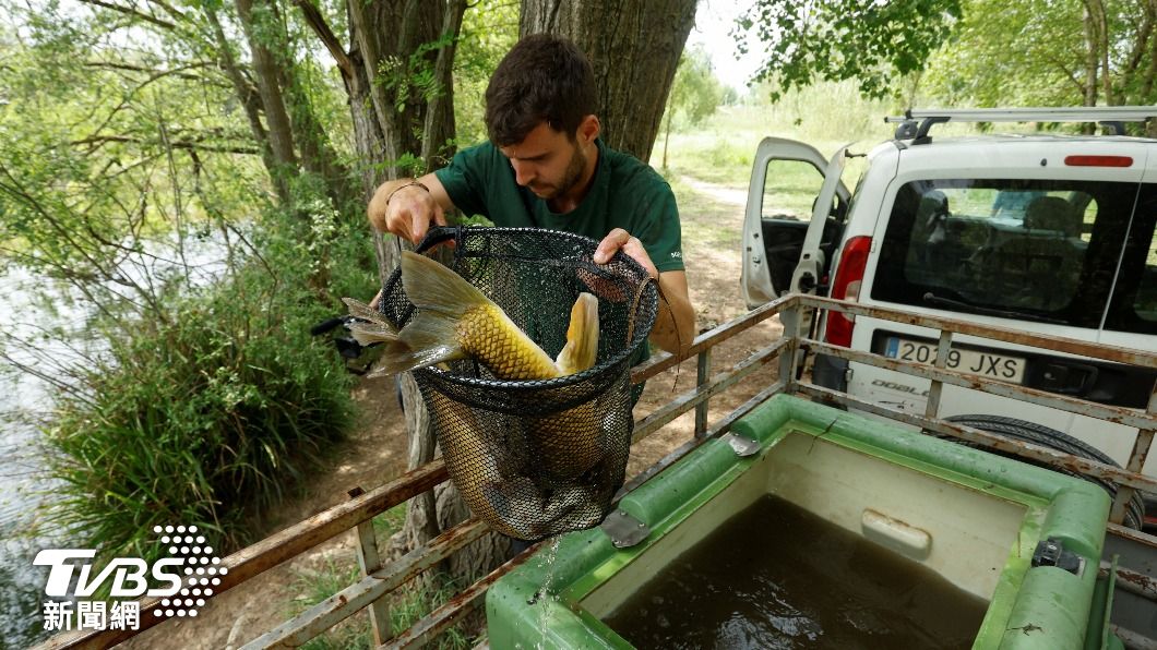水位持續下降,專家趕緊將河內的魚移往其他河流,避免魚群在惡化的水質中死去。(圖/達志影像路透社)