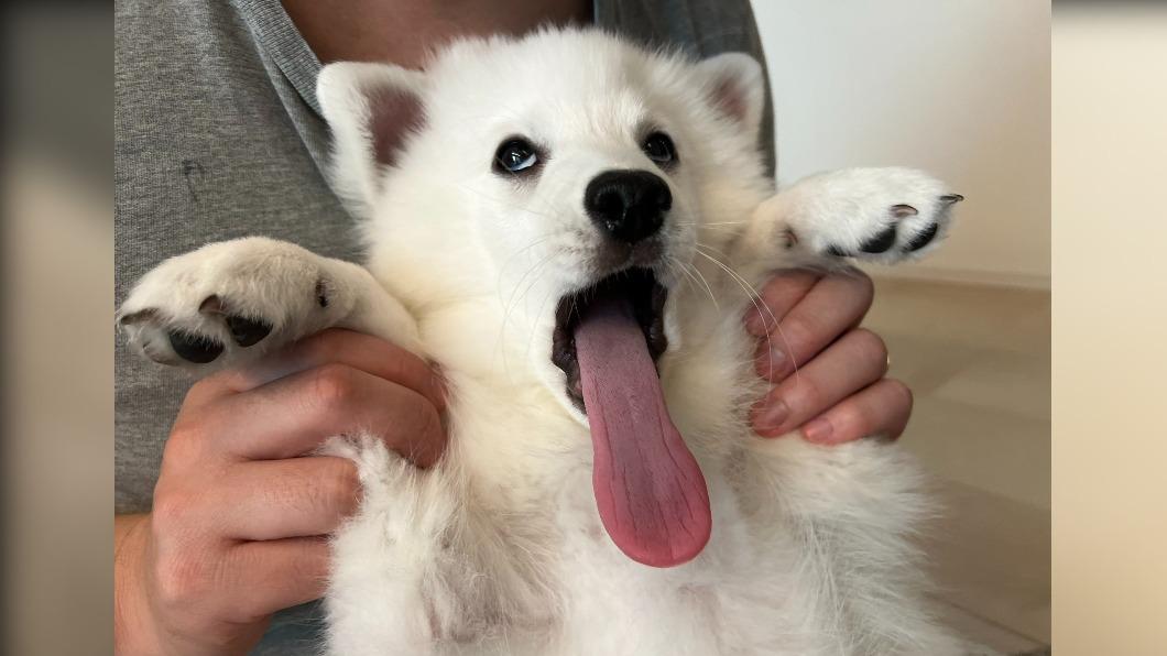 狐狸犬露出「超機X」表情 飼主:歡迎拿去挑釁別人