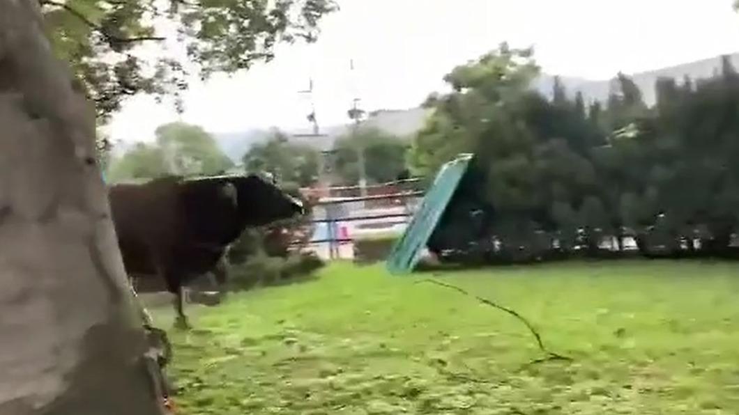 野放水牛現身大漢溪單車道,民眾拍下牛隻狂奔的場景。(圖/翻攝Facebook我是樹林人)