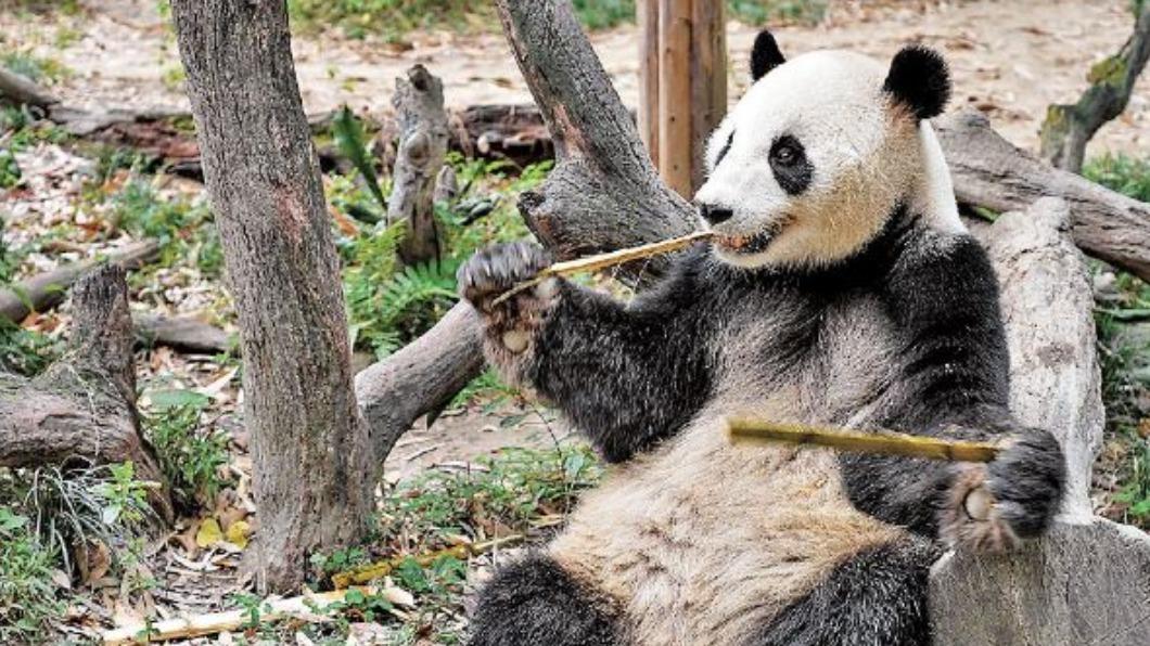 圖/翻攝自 微博 大公文匯網
