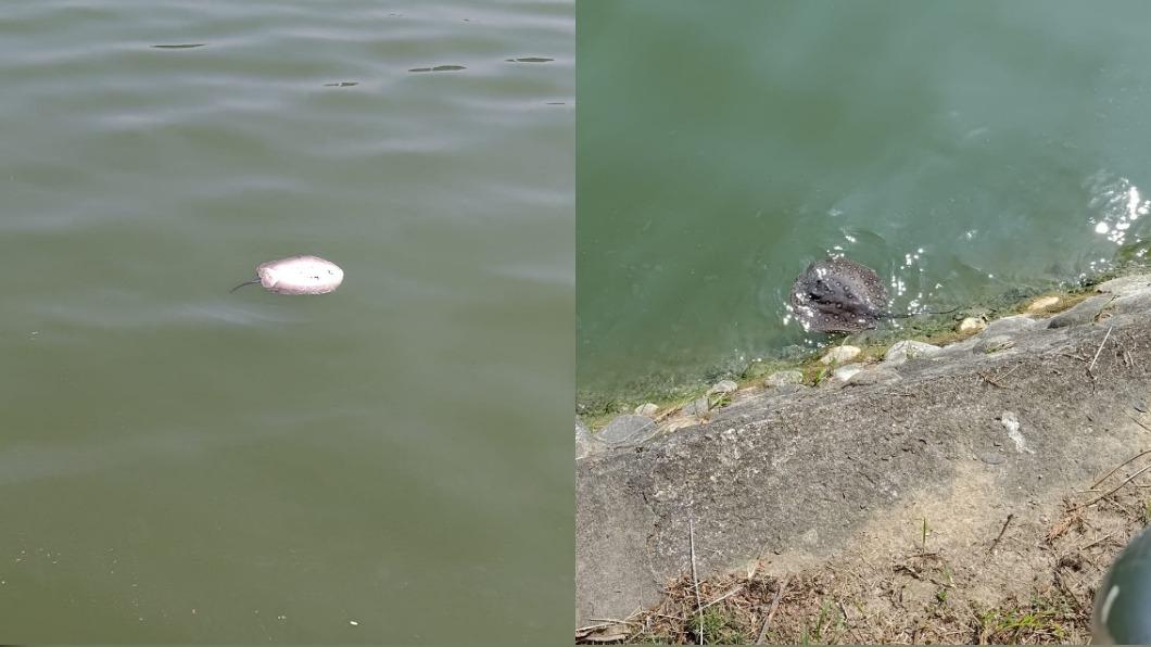 民眾驚見澄清湖畔有魟魚屍體。(圖/翻攝自高雄大小事)