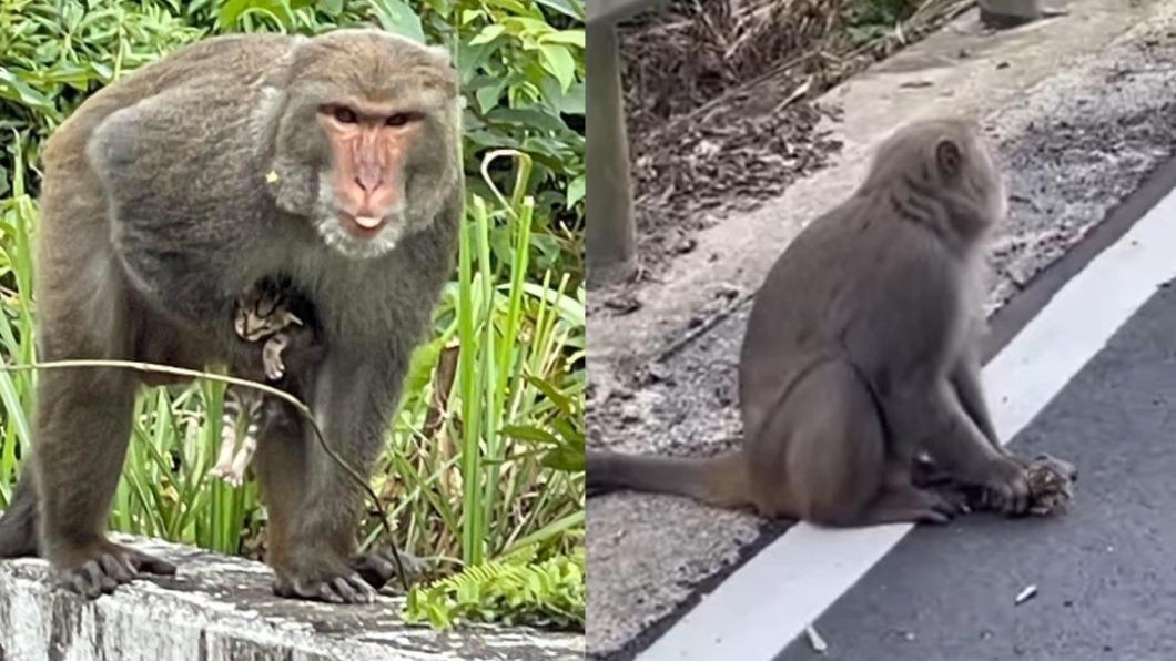 新北獼猴抓小貓「倒栽蔥」拖行　民眾目擊垂死畫面：快不行了