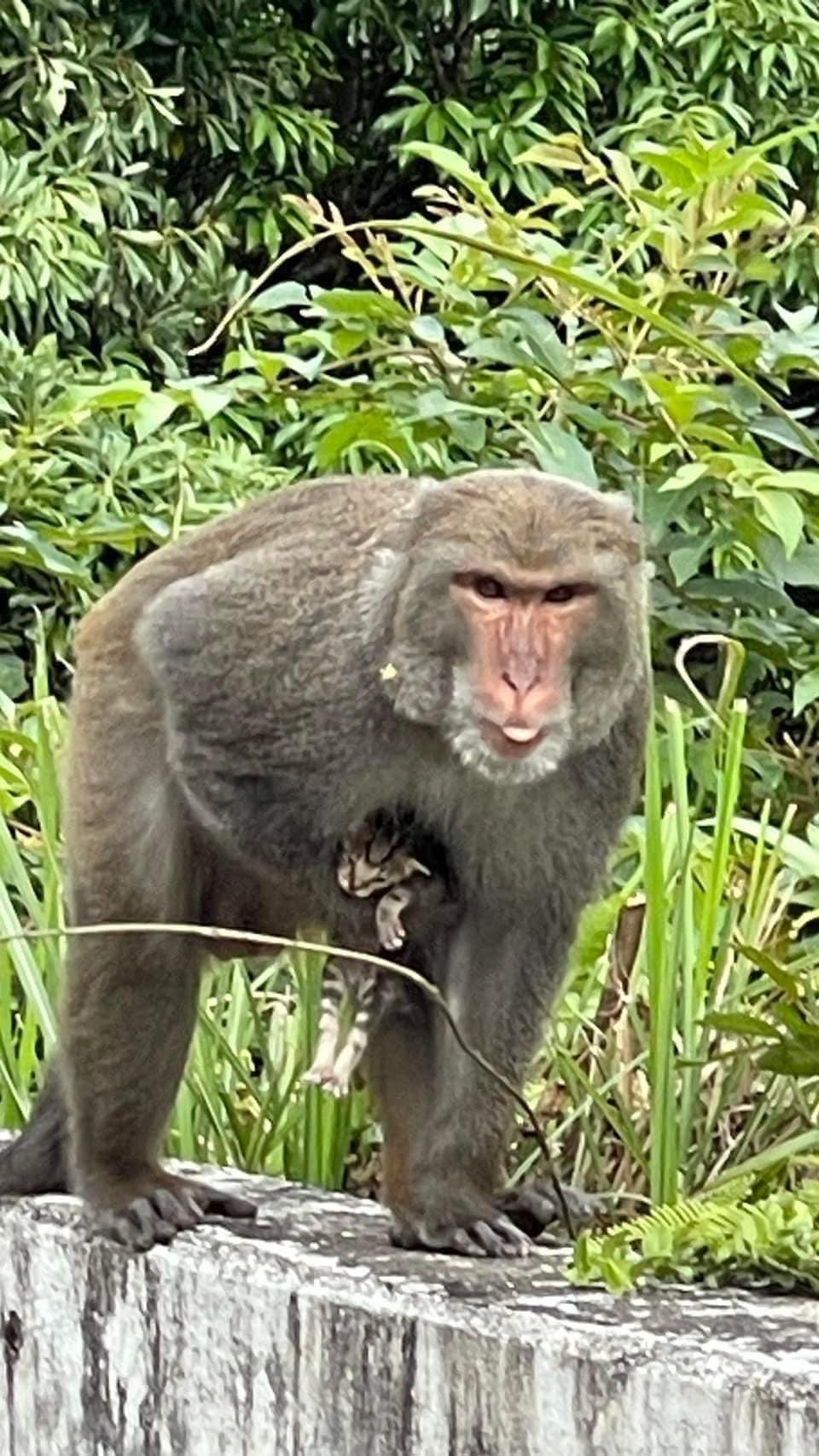 粉專呼籲各界以溫和方式騙走獼猴手上的小貓。（圖／翻攝自「我要當流浪動物義工救援團隊」粉專）