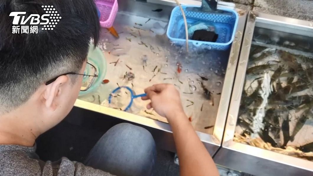夜市又能撈金魚了!農委會「急轉彎」發聲:只限制哺乳類
