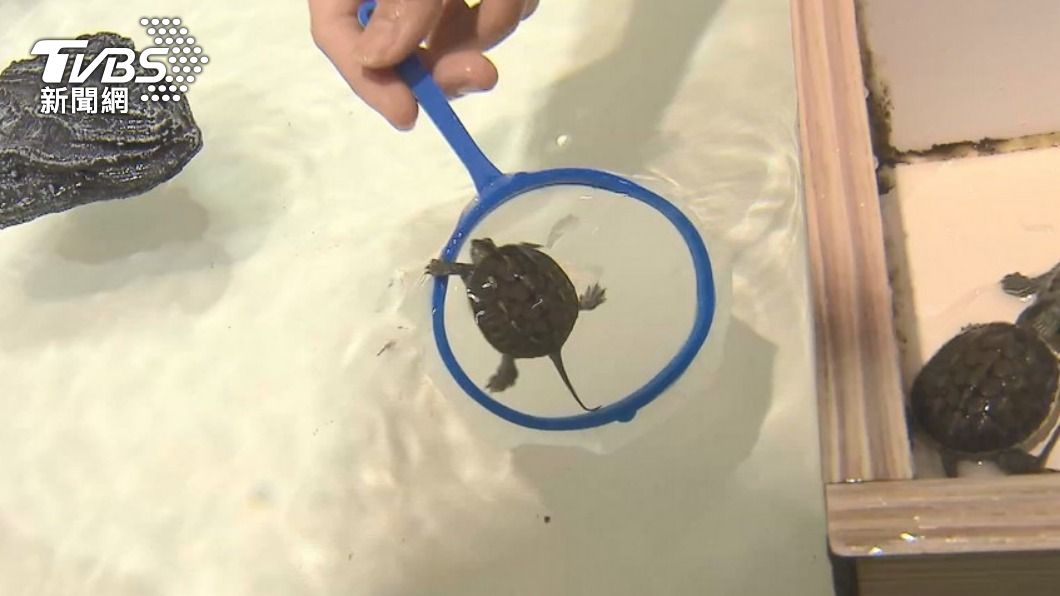 《動保法》擬禁夜市撈金魚、烏龜,引發各界關注。(圖/TVBS資料照)