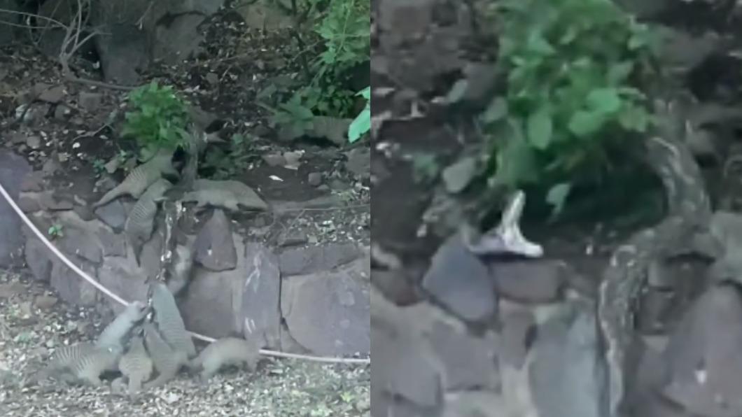 蟒蛇慘遭大批獴攻擊。（圖／翻攝自natureismetal IG）
