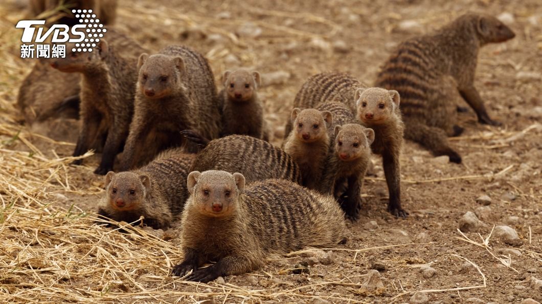 非洲獴的社會性高。（示意圖／shutterstock 達志影像）