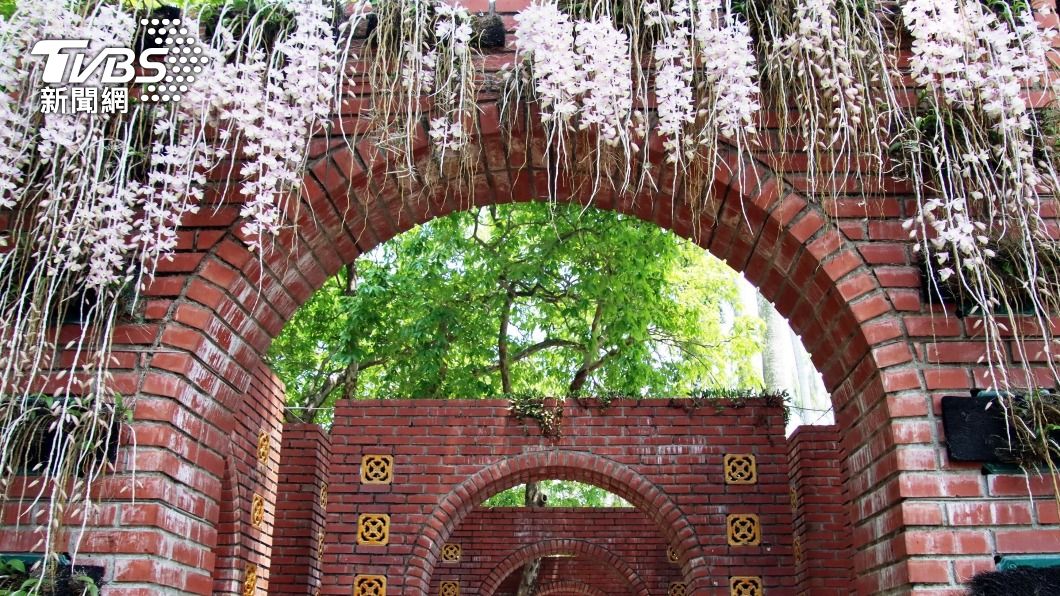 百年嘉義公園石斛蘭綻放。（圖／中央社）