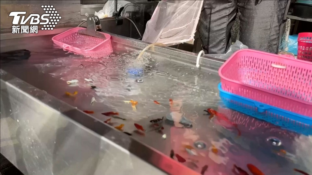 政策急轉彎?夜市又可以撈金魚 陳吉仲:是針對哺乳類