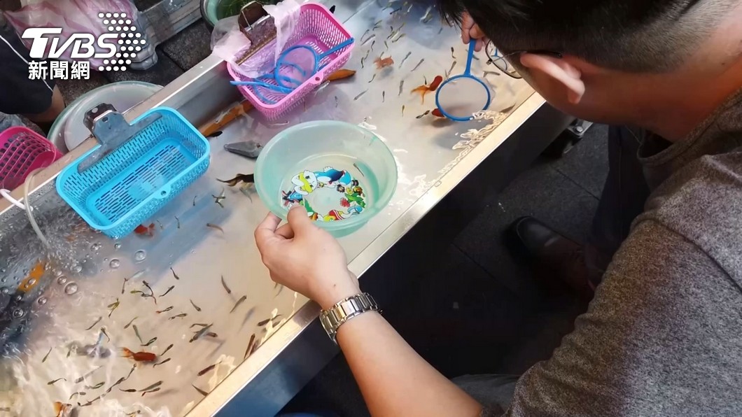 夜市撈金魚不罰了!農委會急轉彎 動保團體批:選票考量