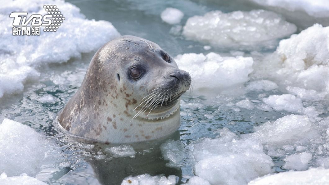 外表呆萌、可愛的海豹是許多水族館裡的明星動物。(圖/達志影像美聯社)