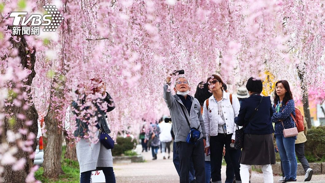 櫻花季期間,日本各地旅遊景點也大發觀光財。(圖/達志影像美聯社)