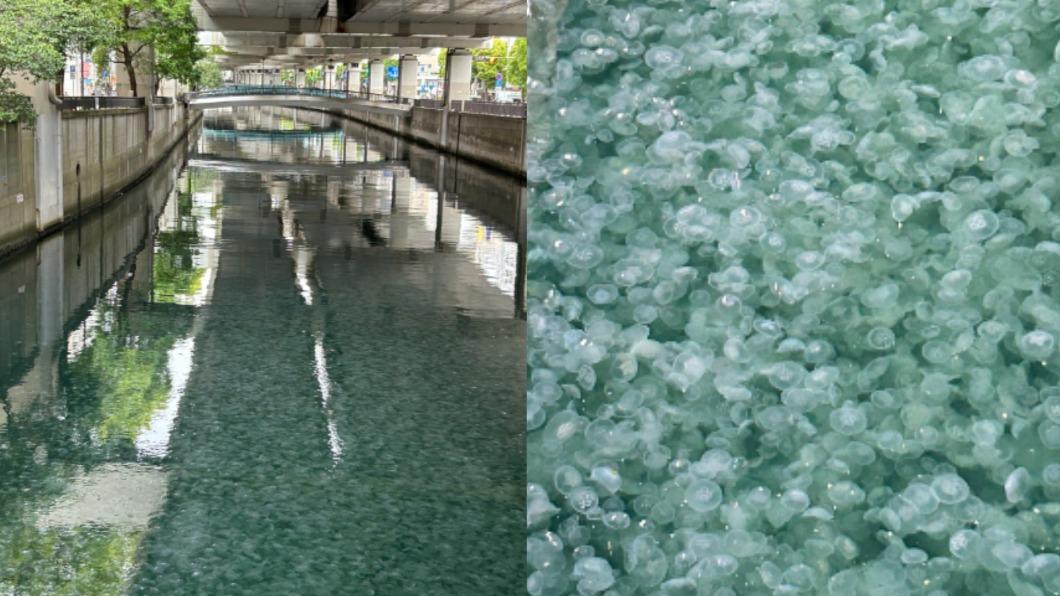 密集恐懼別看！橫濱河川突變白　他湊近嚇壞：都是水母