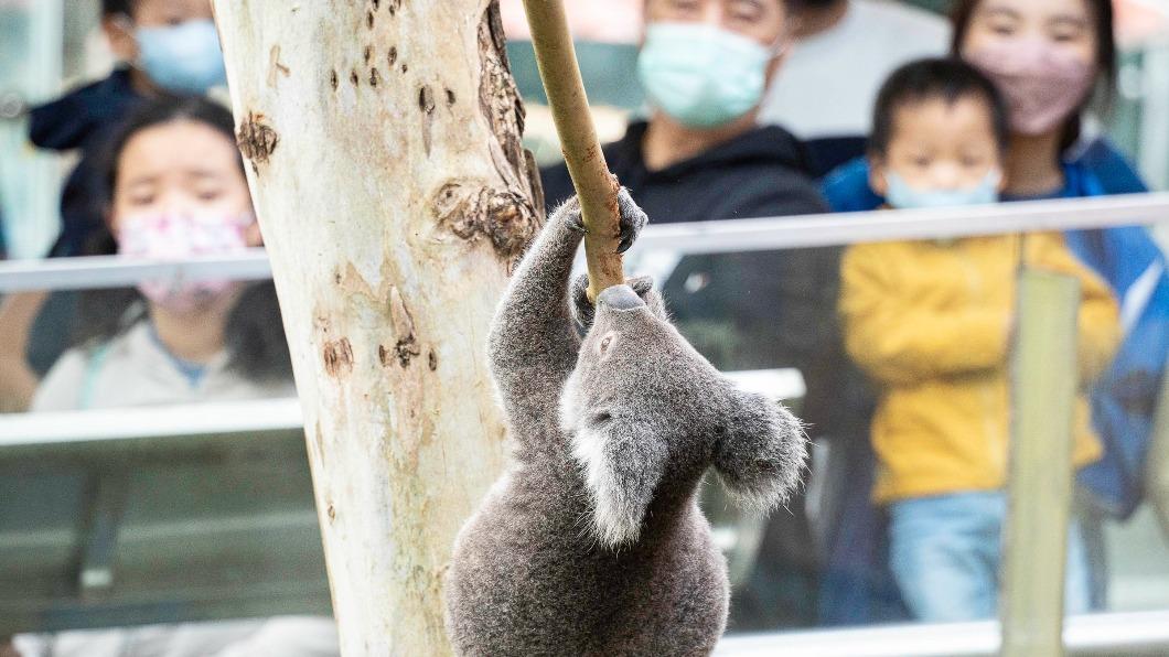 北市動物園無尾熊怕熱鬧 改由保育員定時陪出場