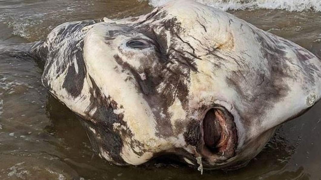 災難前兆?2公尺「海怪屍塊」沖上岸 驚悚死狀超離奇