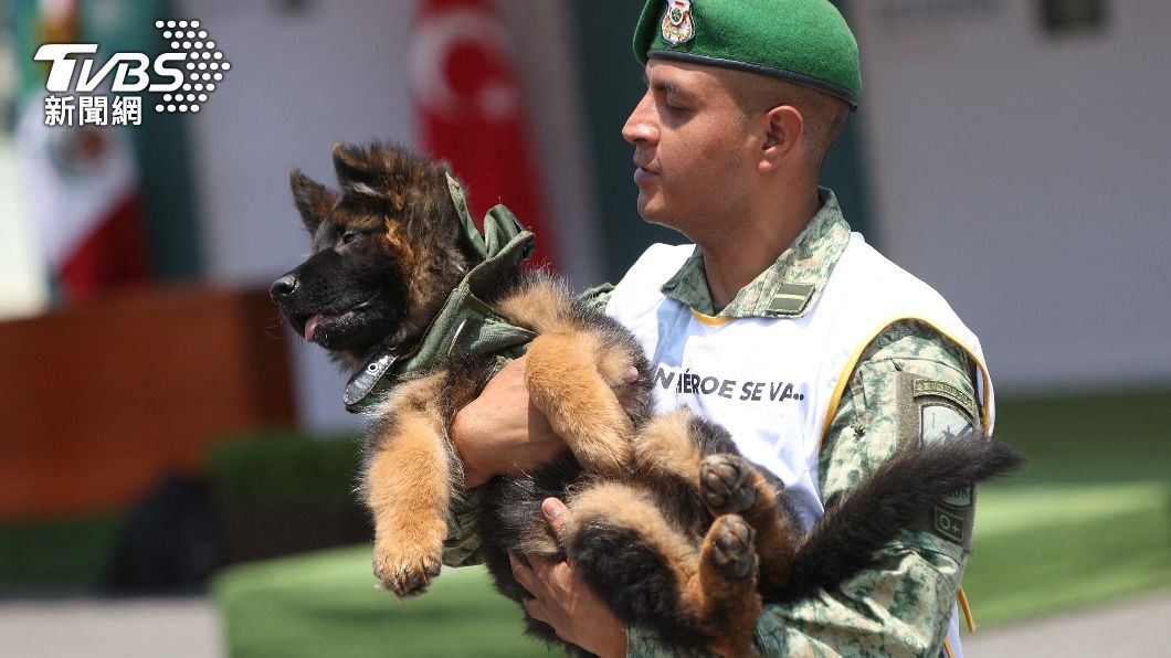 墨國搜救犬土國大地震因公殉職!土耳其獻最暖回禮