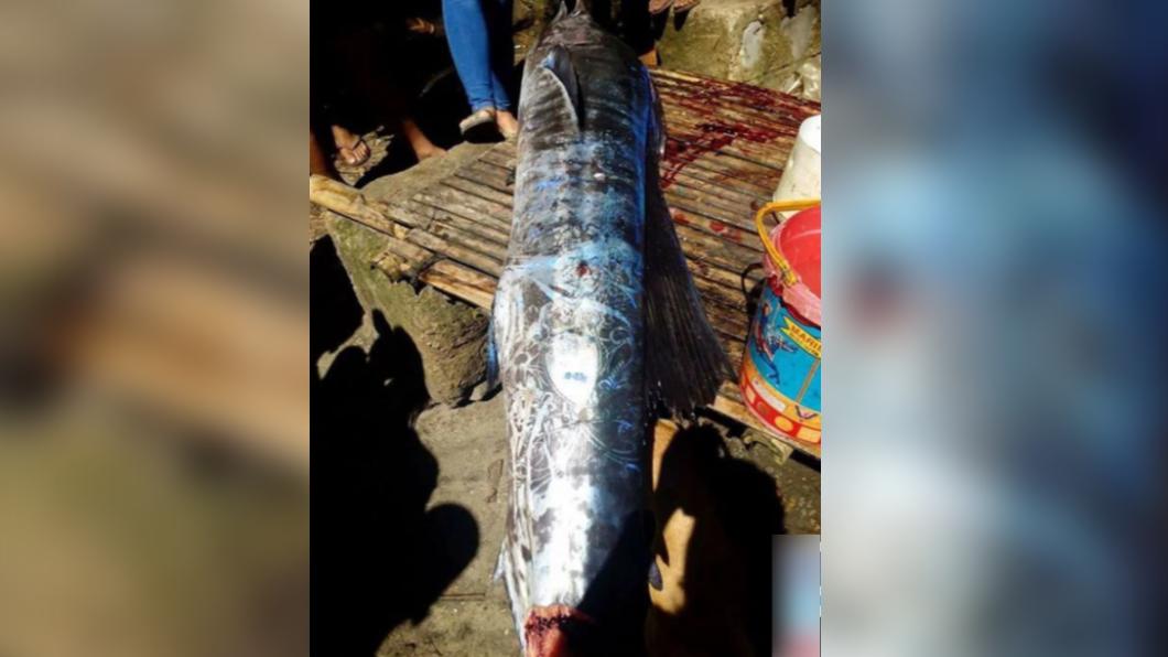 混哪的？漁夫釣到「滿身刺青」怪魚　超傻眼真相曝光