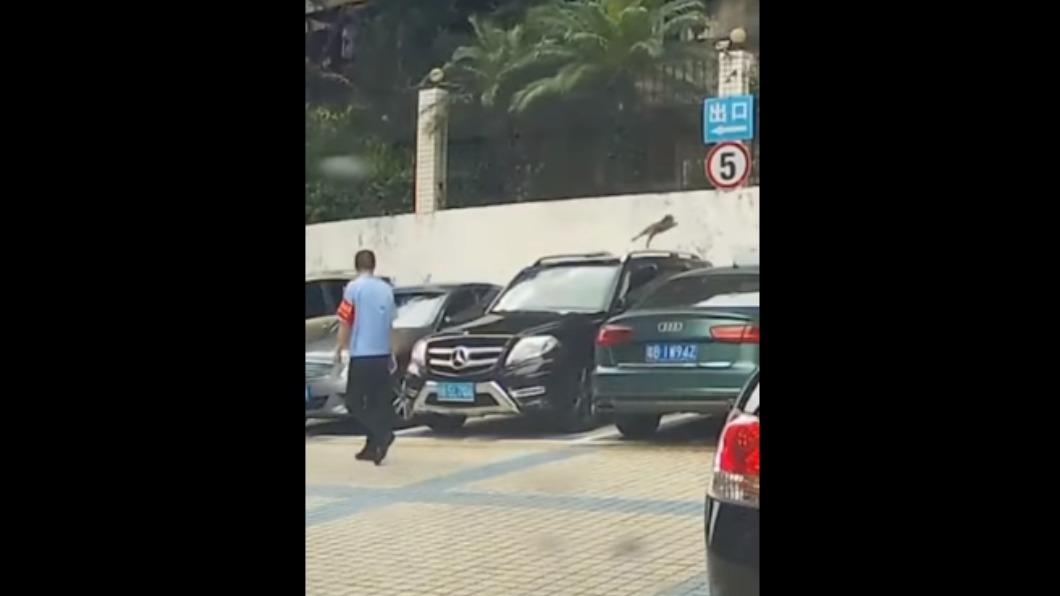 堅持下去也不會是你的!貓皇躍牆屢試屢敗 還以為重播