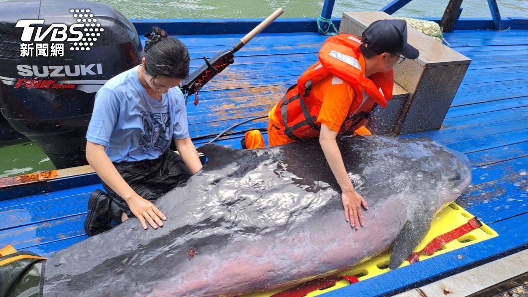 苗栗苑裡沙灘驚見小抹香鯨擱淺 海巡、漁民齊潑水救援