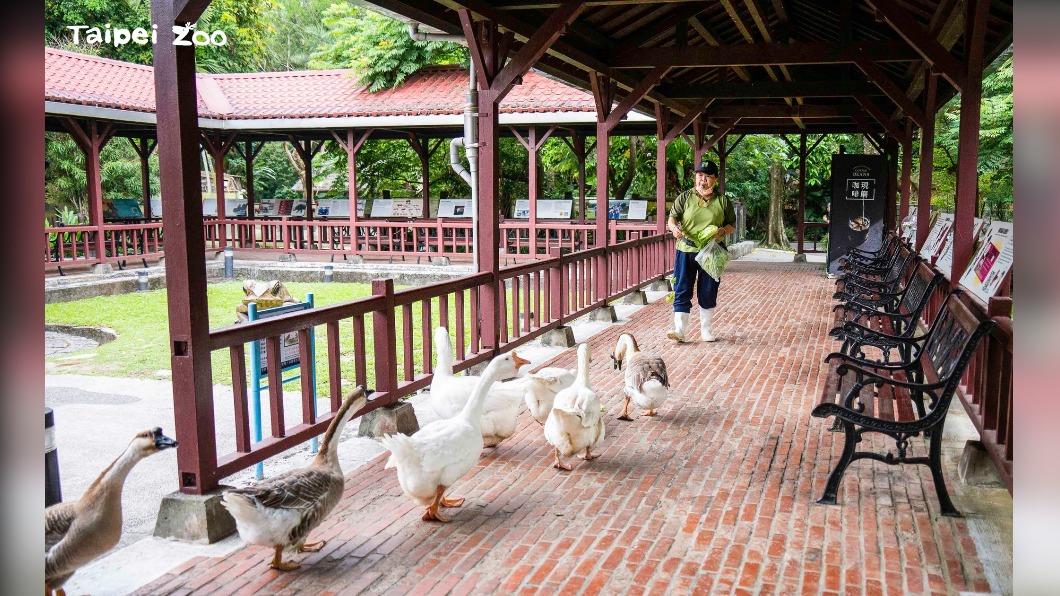 呆萌家鵝每週日上午都會遊行。(圖/翻攝動物園官網)