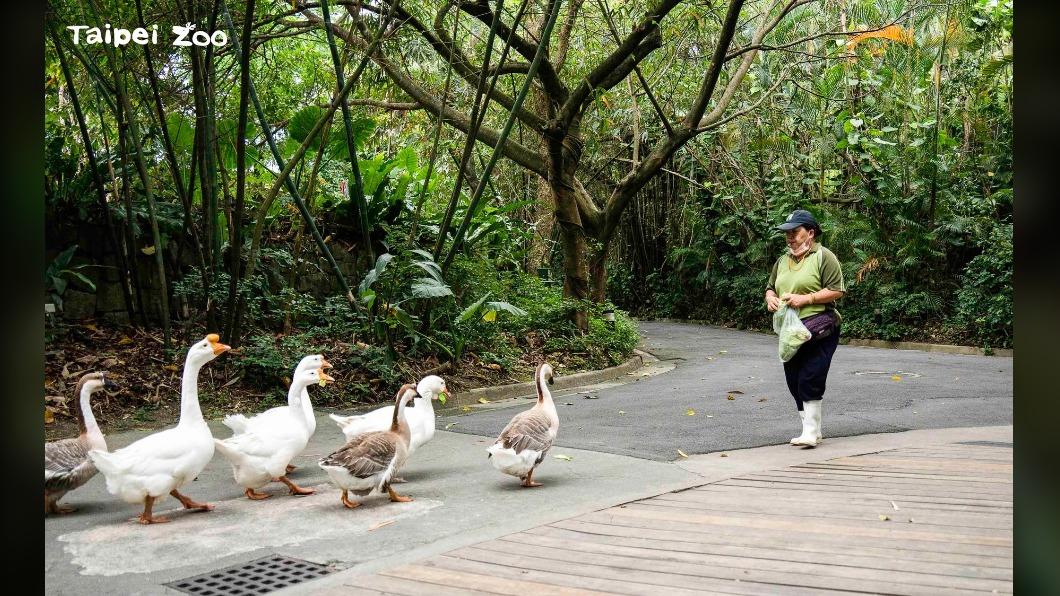 家鵝喜歡成群結隊,故推出萌鵝遊行活動。(圖/翻攝動物園官網)