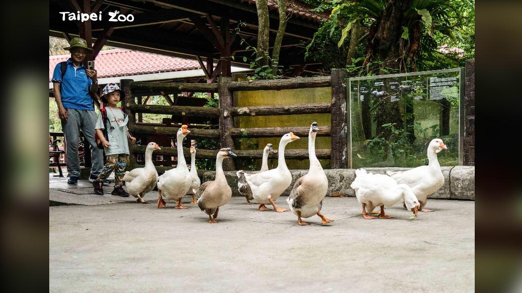 動物園推出家鵝遊行,民眾嗨喊「太可愛」。(圖/翻攝動物園官網)