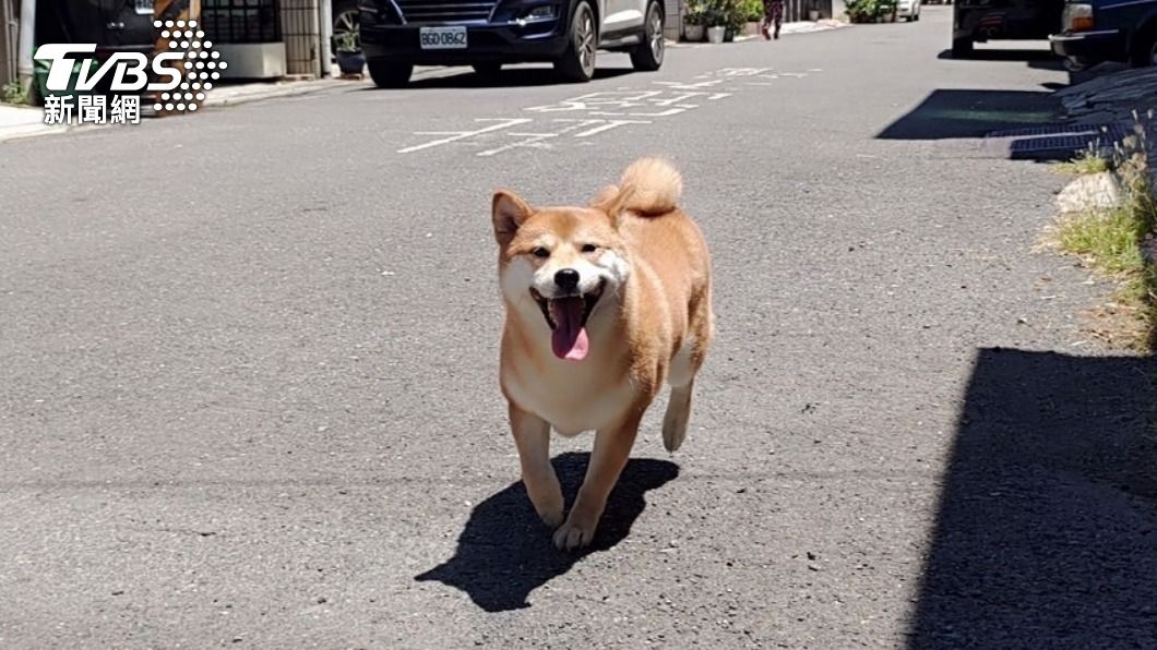 柴犬魅力在哪?一條路就有3隻 誠實原因曝:超機車也愛