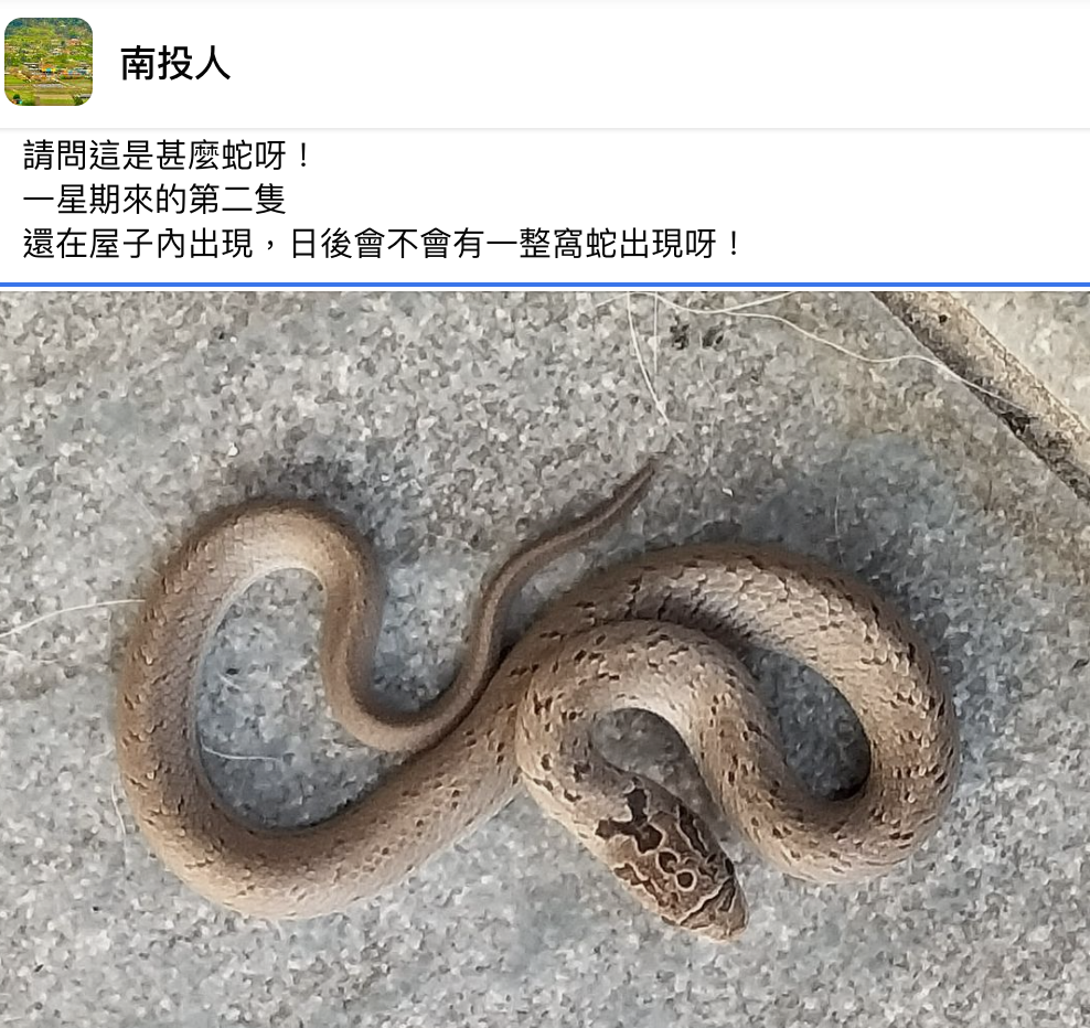 有一隻紅咖色身軀的活蛇在灰色地磚上扭動。(圖/翻攝南投人臉書)