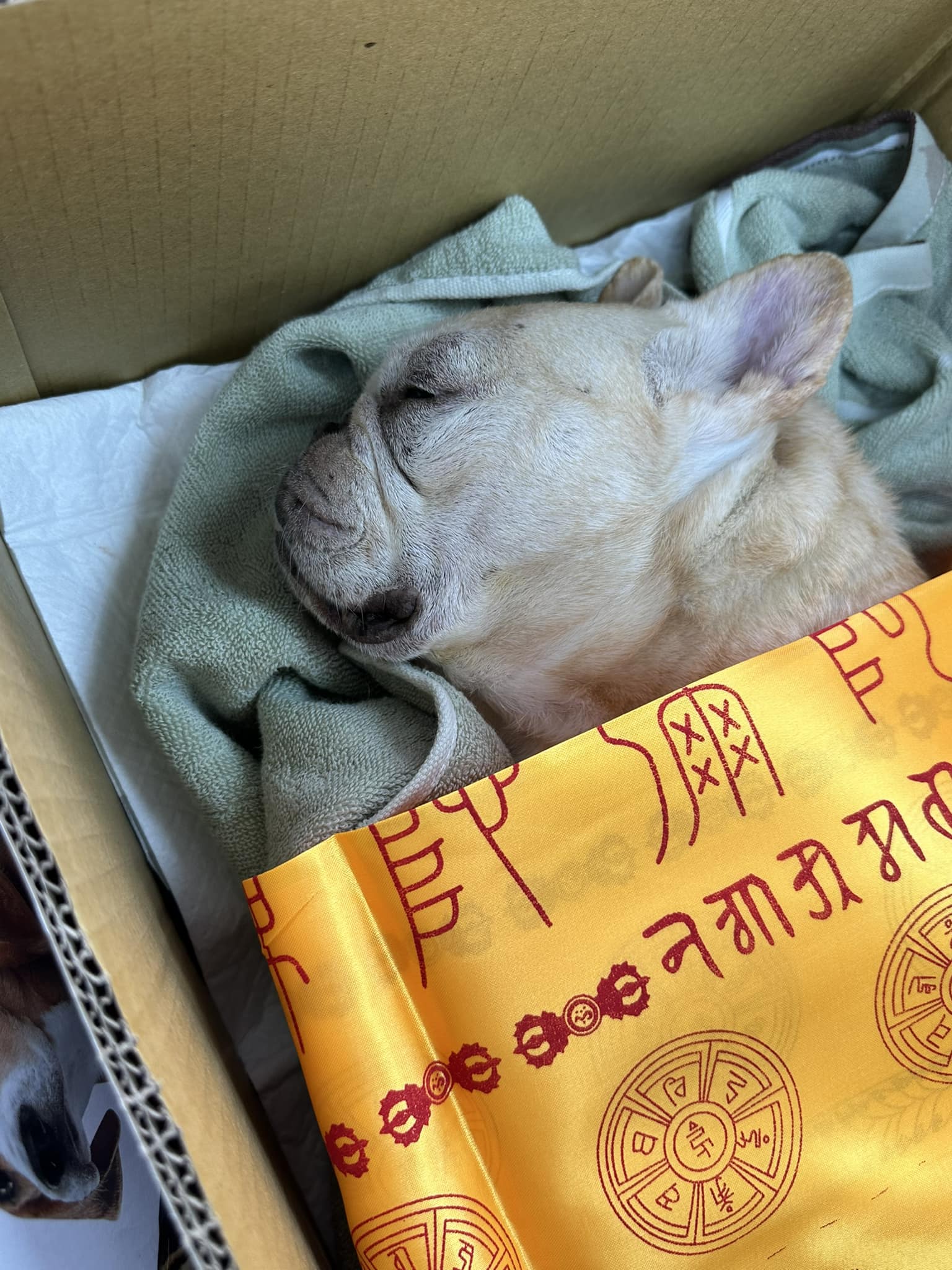 鄭平君送愛孫人生最後一程。(圖/翻攝自鄭平君臉書)