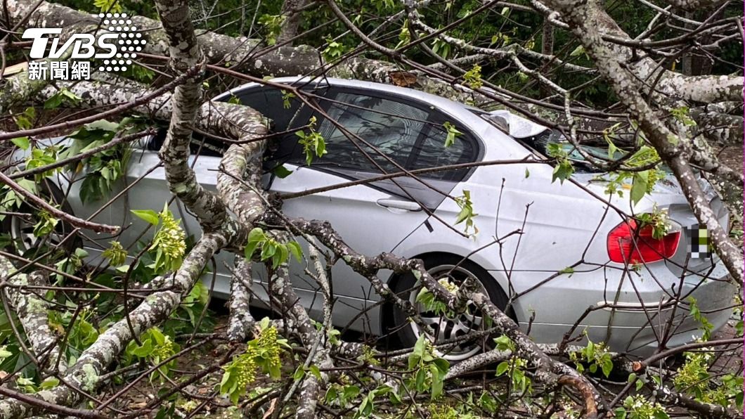 浪漫變驚嚇!上山車泊賞油桐花 整棵樹倒塌插破玻璃