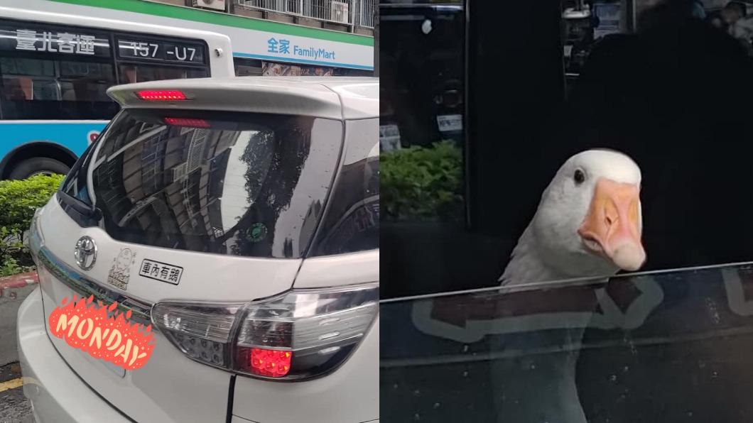 車主貼「車內有鵝」！他見後座乘客嚇壞　網笑：鵝子要繫安全帶