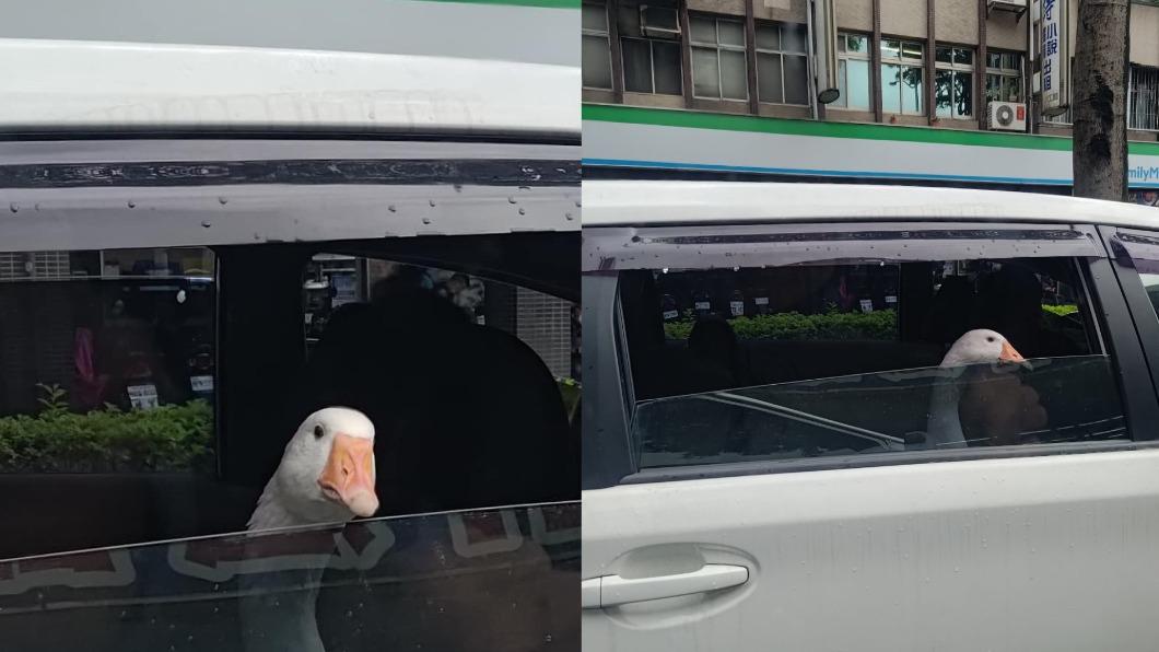 寵物鵝還把頭探出車窗。(圖/翻攝自路上觀察學院)
