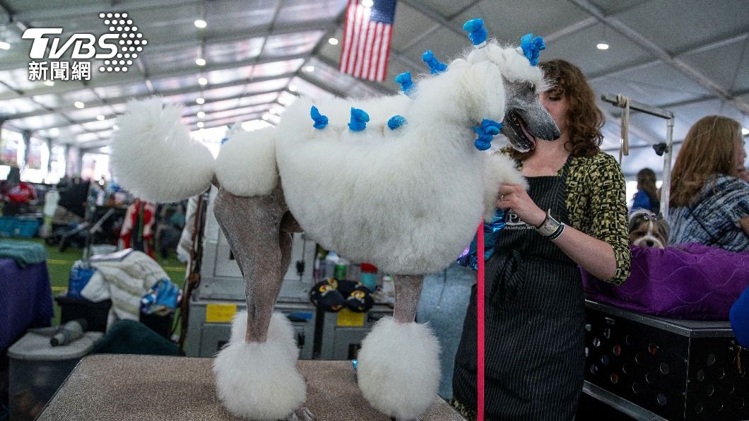 標準貴賓犬 (Standard Poodle)「亞契」(Archie)。(圖/達志影像路透社)