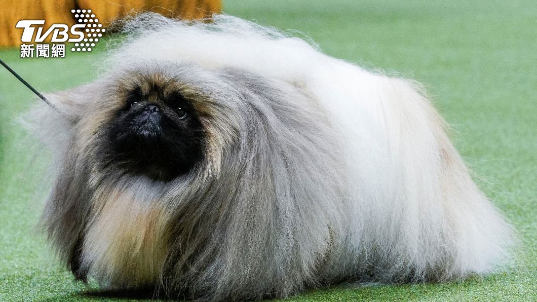 獅子狗(Pekingese)「軟米」(Rummie)。(圖/達志影像路透社)