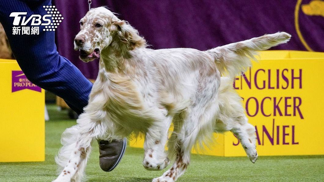 英國蹲獵犬(English Setter)「賽德」(Cider)。(圖/達志影像路透社)