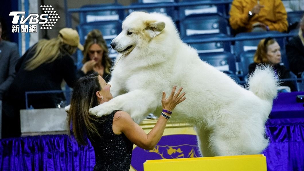 大白熊犬(Great Pyrenees)「賽巴錫安」(Sebastian)。(圖/達志影像路透社)