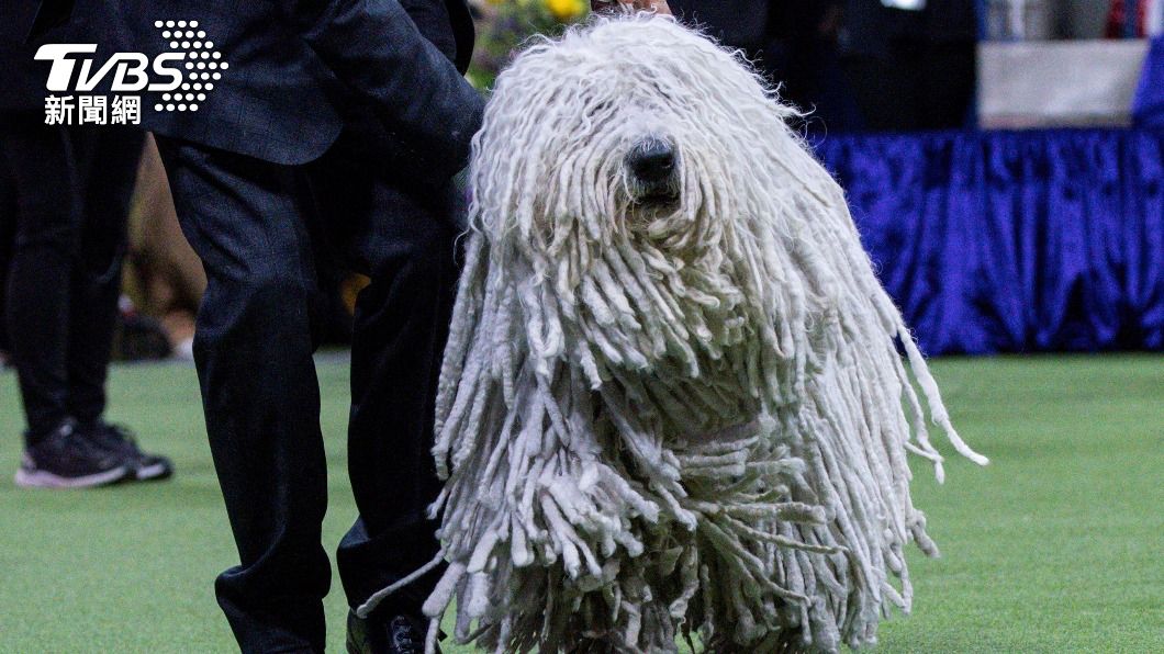 可蒙犬(Komondor)。(圖/達志影像路透社)
