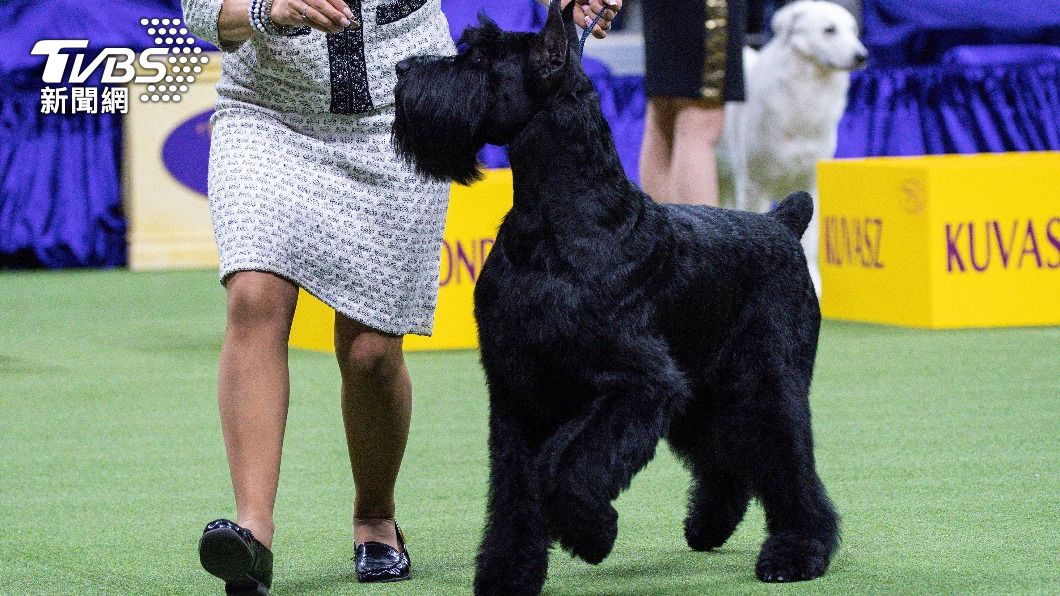 巨型雪納瑞犬(Giant Schnauzer)「蒙帝」(Monty)。(圖/達志影像路透社)