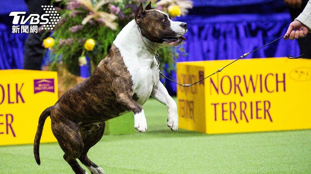 美國斯塔福郡梗(American Staffordshire Terrier)「楚奧伯」(Trouble)。(圖/達志影像路透社)