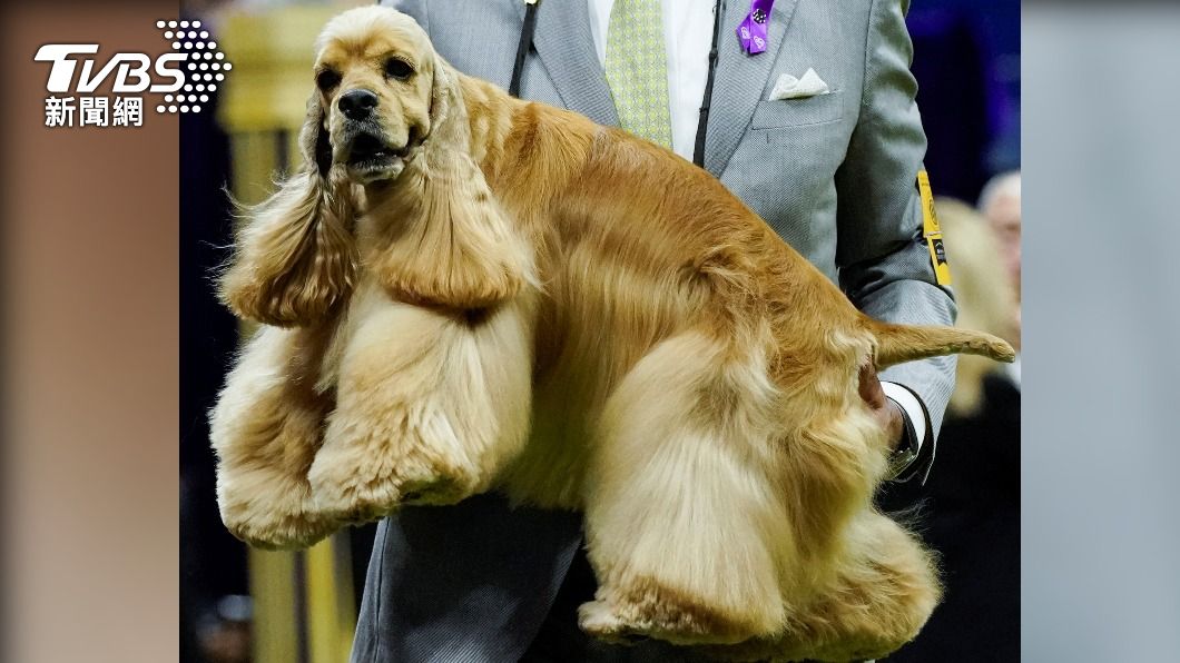 英國可卡犬(English Cocker Spaniel)「拉皮斯」(Lapis)。(圖/達志影像路透社)