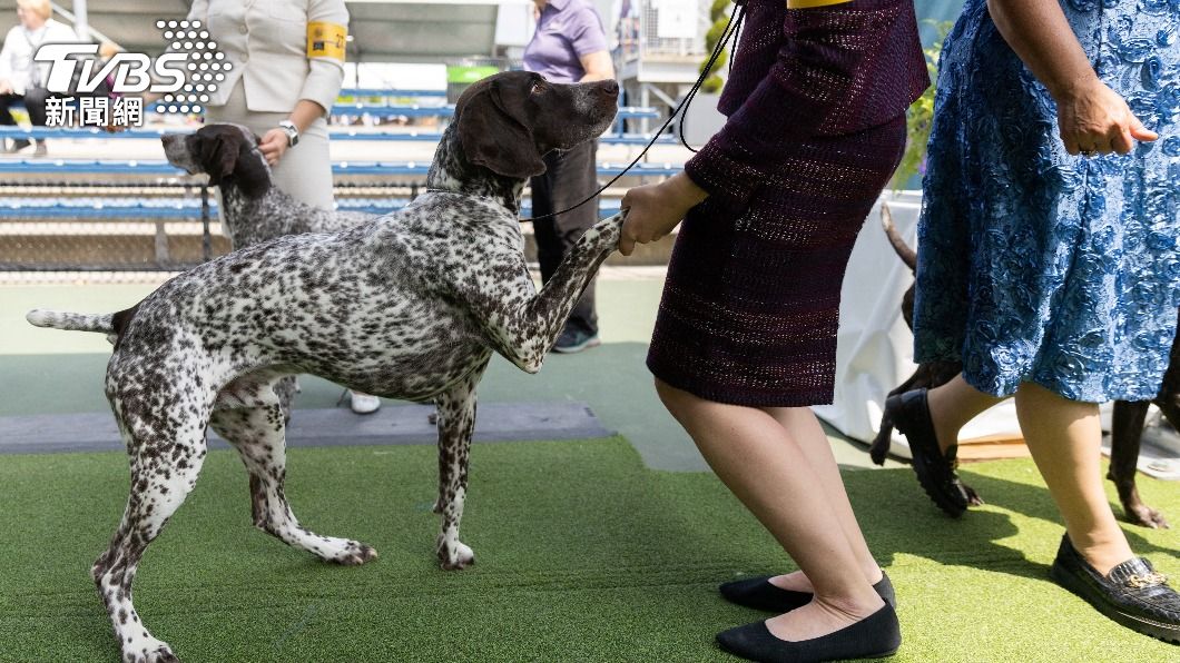 德國短毛指示犬(German Shorthaired Pointer)「碰特斯」(Pointers)。(圖/達志影像路透社)