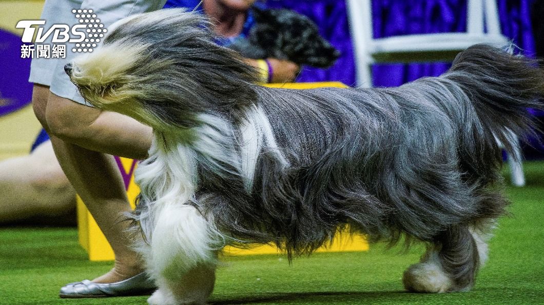 古代長須牧羊犬(Bearded Collie)「佩吉」(Paige)。(圖/達志影像路透社)