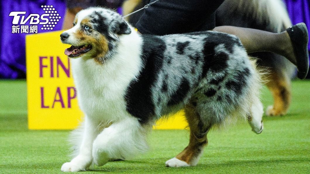 澳洲牧羊犬(Australian Shepherd)「里本」(Ribbon)。(圖/達志影像路透社)