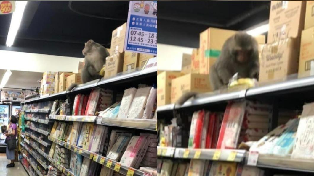 請支援抓猴！柴山獼猴闖全聯搶香蕉　店員嘆：還在裡面大便