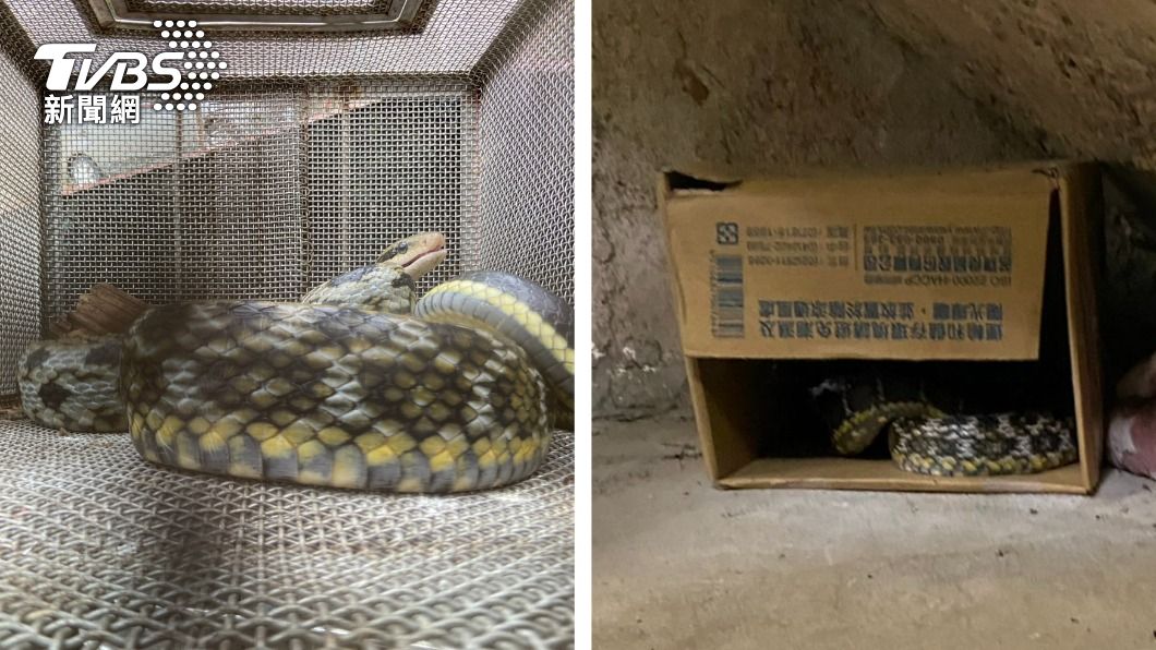 不是阿嬤養蚯蚓！1米錦蛇天花板橫行　民眾嚇拿殺蟲劑噴