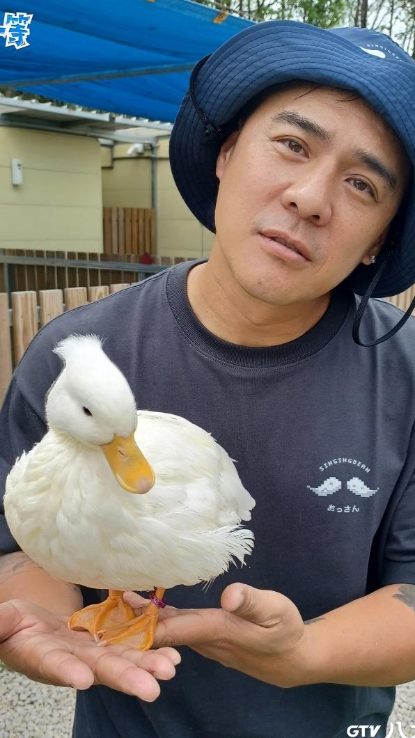 竇智孔好想把「柯爾鴨」帶回家養。(圖/八大提供)