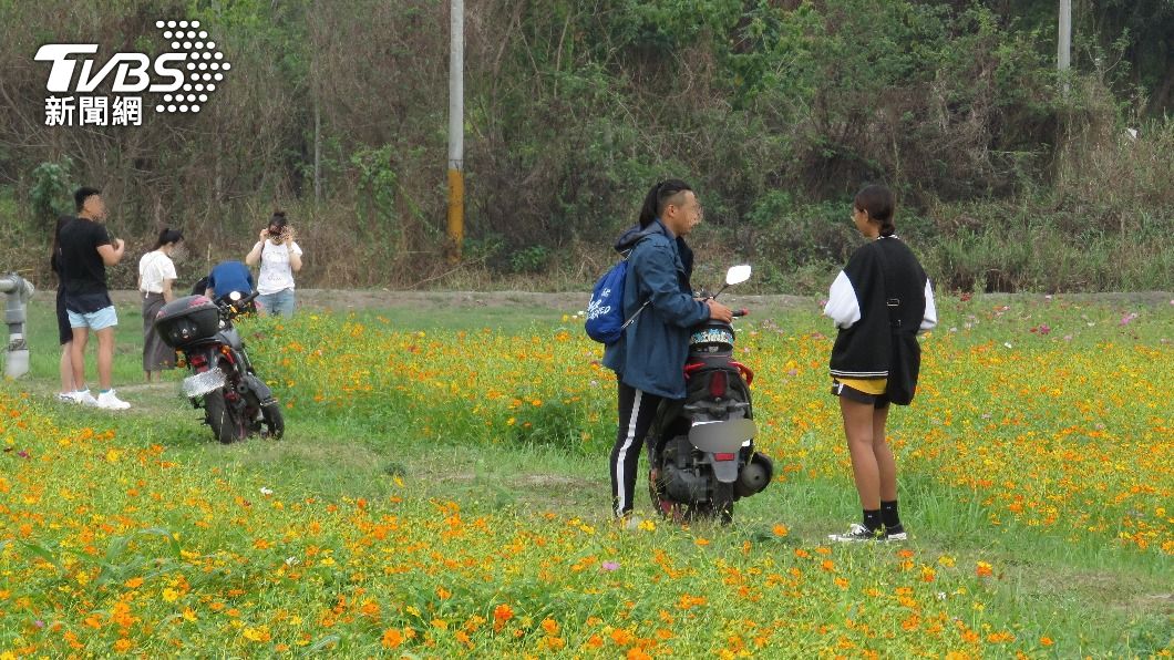 屏東舊鐵橋花海盛開中 賞花遊客騎車進田梗