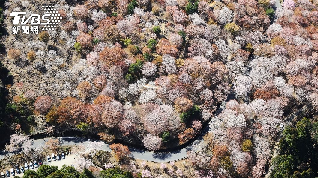 奈良吉野町現在依然是知名櫻花景點。(圖/達志影像美聯社)