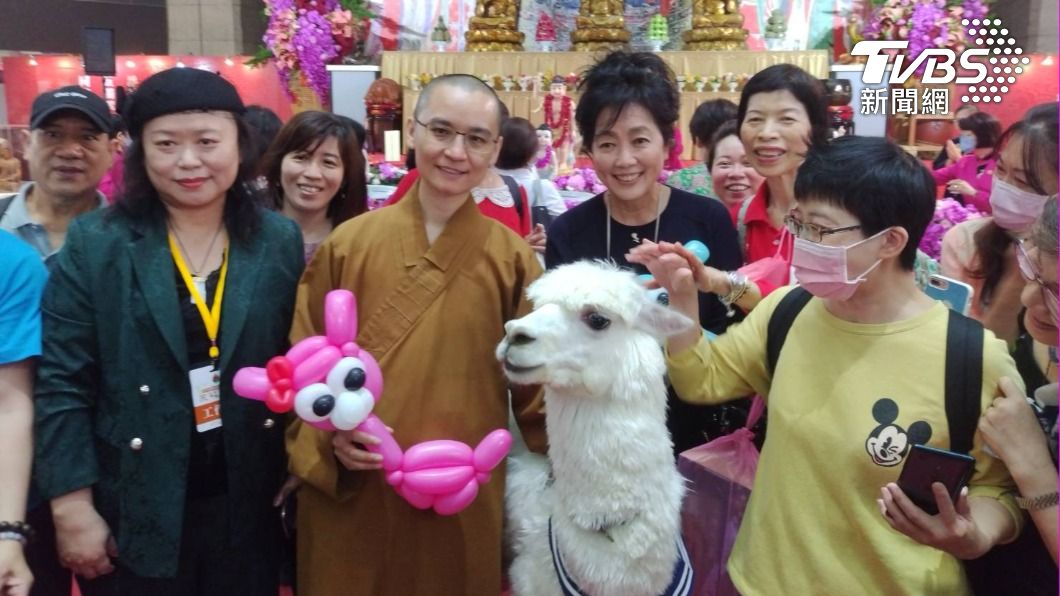 ｢萌獸麥可｣羊駝人氣高 萌樣吸引美聲歌后齊豫(圖/國際蔬食展)