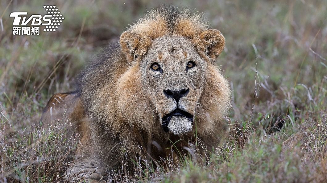人獸衝突悲歌!肯亞6野生獅遭報復性獵殺 「獅王」也遇害